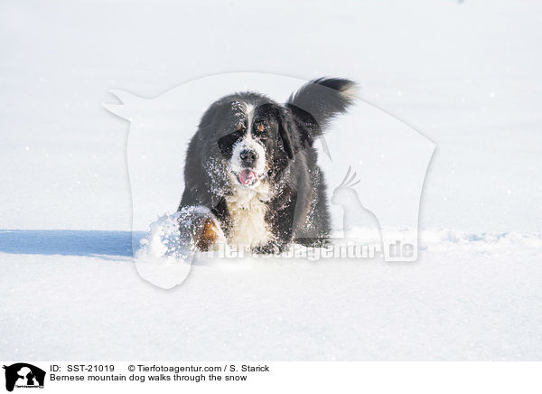 Berner Sennenhund luft durch den Schnee / Bernese mountain dog walks through the snow / SST-21019
