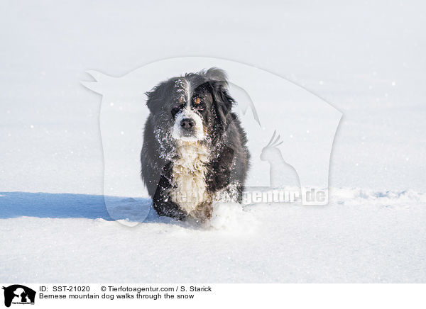 Berner Sennenhund luft durch den Schnee / Bernese mountain dog walks through the snow / SST-21020