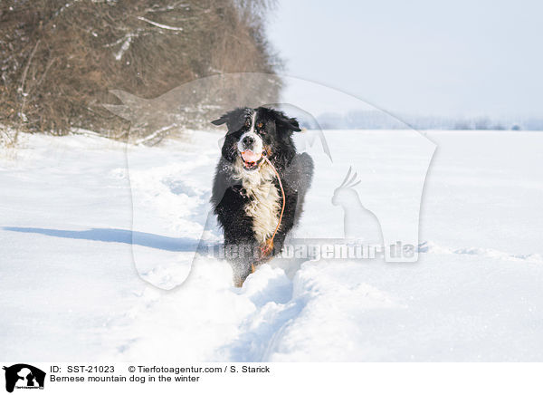 Berner Sennenhund im Winter / Bernese mountain dog in the winter / SST-21023