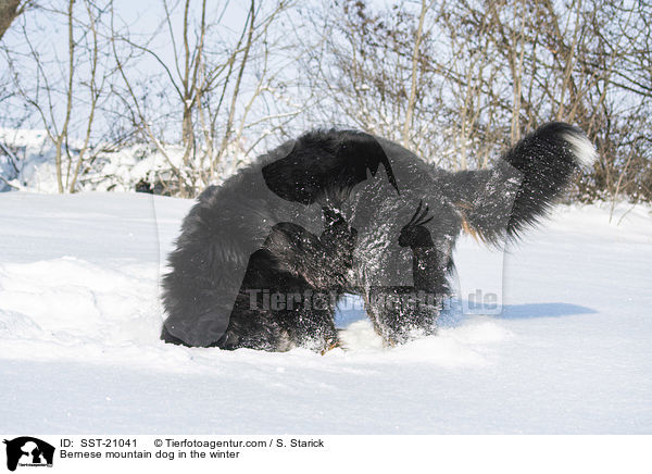 Berner Sennenhund im Winter / Bernese mountain dog in the winter / SST-21041