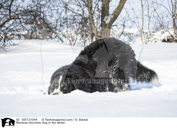 Berner Sennenhund im Winter / Bernese mountain dog in the winter / SST-21044