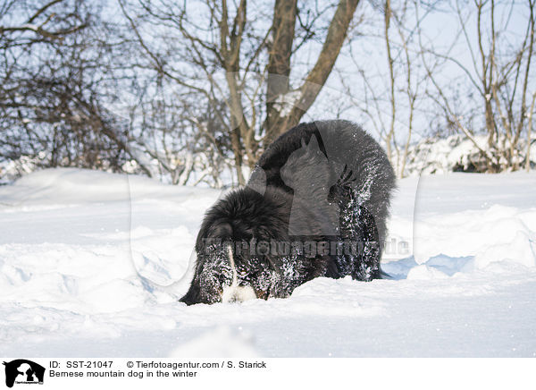 Berner Sennenhund im Winter / Bernese mountain dog in the winter / SST-21047