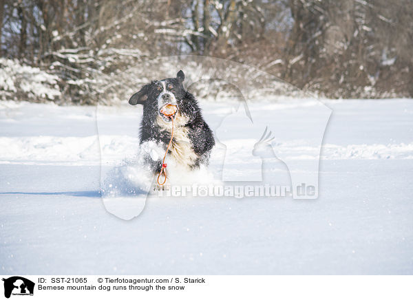 Berner Sennenhund rennt durch den Schnee / Bernese mountain dog runs through the snow / SST-21065