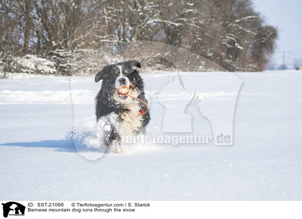 Berner Sennenhund rennt durch den Schnee / Bernese mountain dog runs through the snow / SST-21066