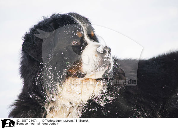 Berner Sennenhund Portrait / Bernese mountain dog portrait / SST-21071