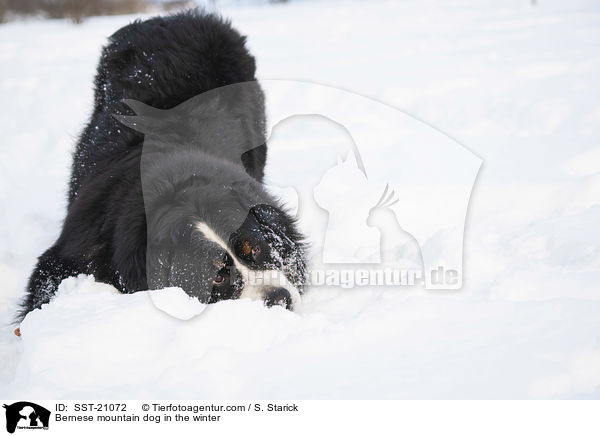 Berner Sennenhund im Winter / Bernese mountain dog in the winter / SST-21072