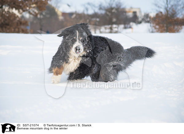 Berner Sennenhund im Winter / Bernese mountain dog in the winter / SST-21074
