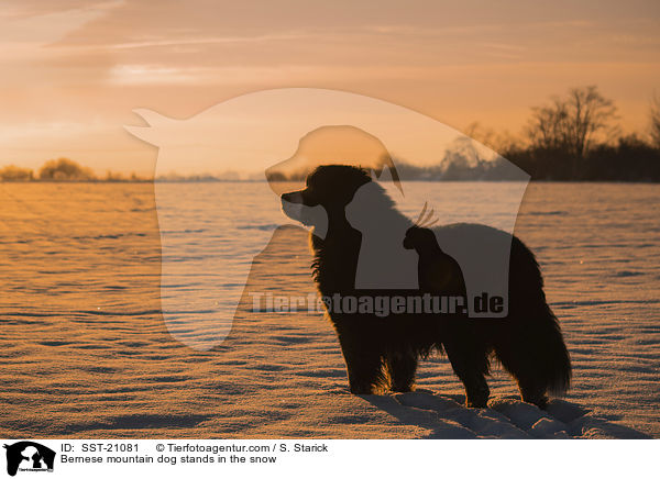 Berner Sennenhund steht im Schnee / Bernese mountain dog stands in the snow / SST-21081