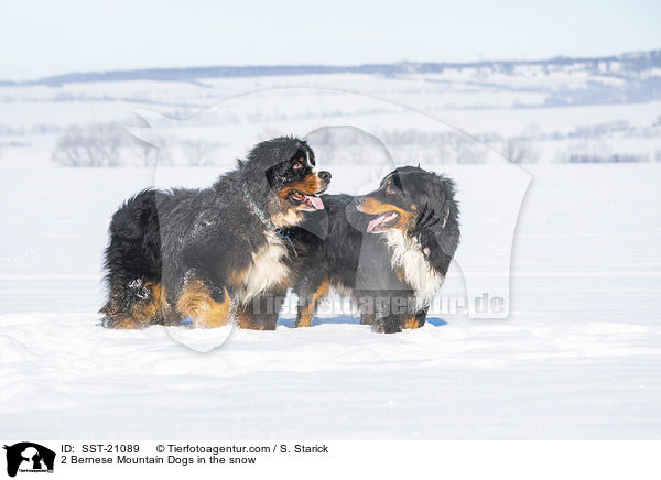 2 Berner Sennenhunde im Schnee / 2 Bernese Mountain Dogs in the snow / SST-21089