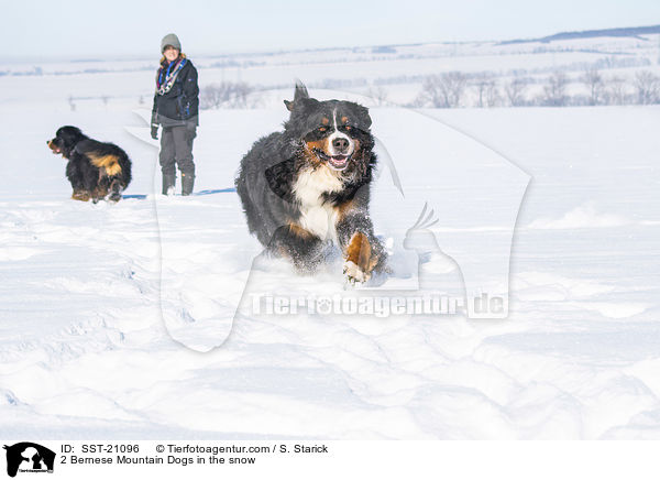 2 Berner Sennenhunde im Schnee / 2 Bernese Mountain Dogs in the snow / SST-21096