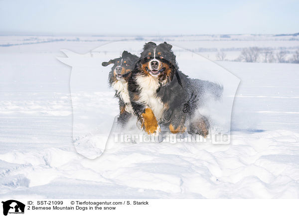 2 Berner Sennenhunde im Schnee / 2 Bernese Mountain Dogs in the snow / SST-21099