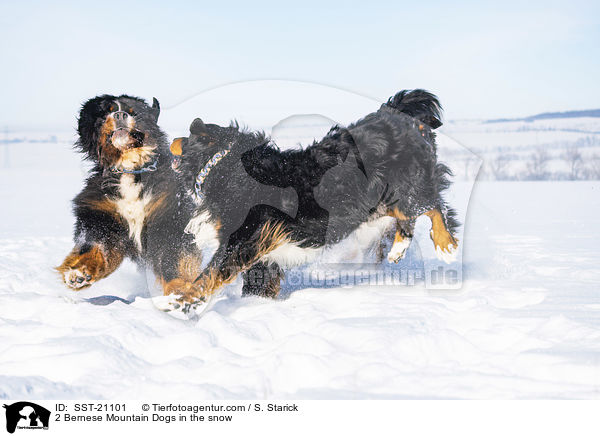 2 Berner Sennenhunde im Schnee / 2 Bernese Mountain Dogs in the snow / SST-21101