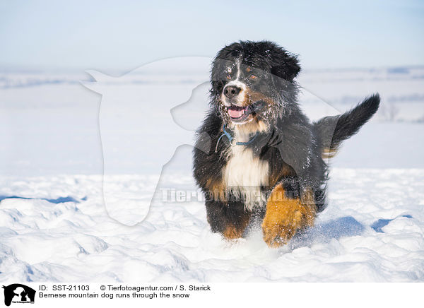 Berner Sennenhund rennt durch den Schnee / Bernese mountain dog runs through the snow / SST-21103