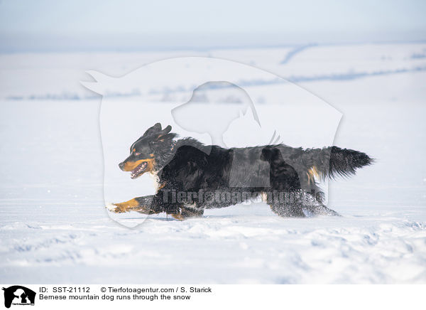 Berner Sennenhund rennt durch den Schnee / Bernese mountain dog runs through the snow / SST-21112