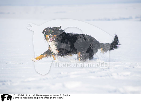 Berner Sennenhund rennt durch den Schnee / Bernese mountain dog runs through the snow / SST-21113