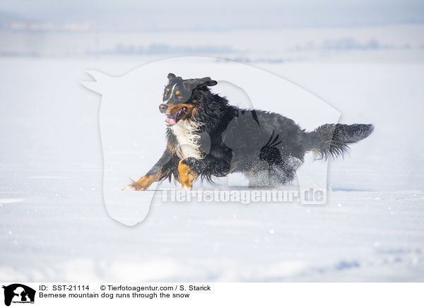 Berner Sennenhund rennt durch den Schnee / Bernese mountain dog runs through the snow / SST-21114