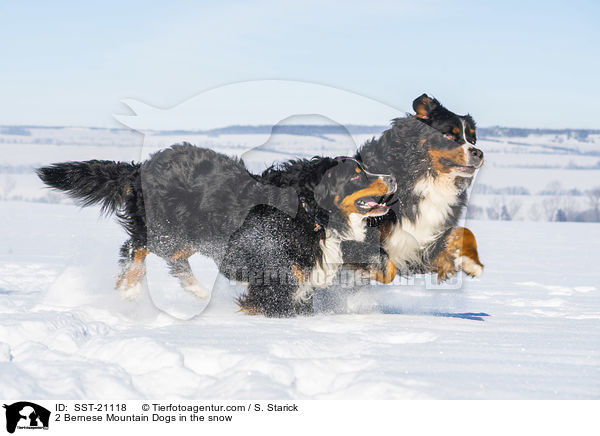 2 Berner Sennenhunde im Schnee / 2 Bernese Mountain Dogs in the snow / SST-21118