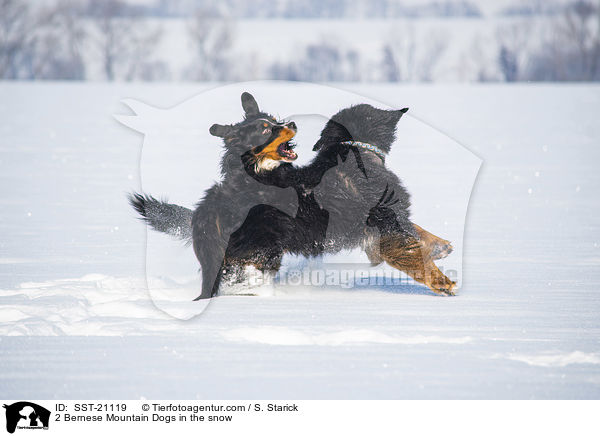 2 Berner Sennenhunde im Schnee / 2 Bernese Mountain Dogs in the snow / SST-21119