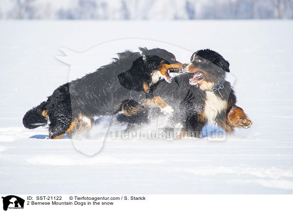 2 Berner Sennenhunde im Schnee / 2 Bernese Mountain Dogs in the snow / SST-21122