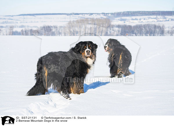 2 Berner Sennenhunde im Schnee / 2 Bernese Mountain Dogs in the snow / SST-21131