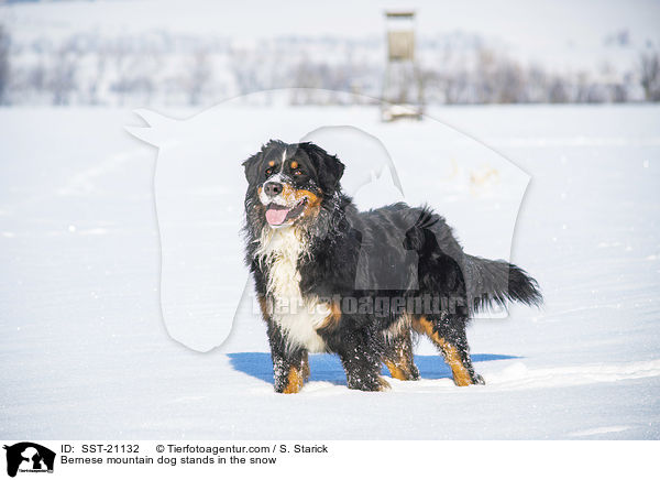 Berner Sennenhund steht im Schnee / Bernese mountain dog stands in the snow / SST-21132