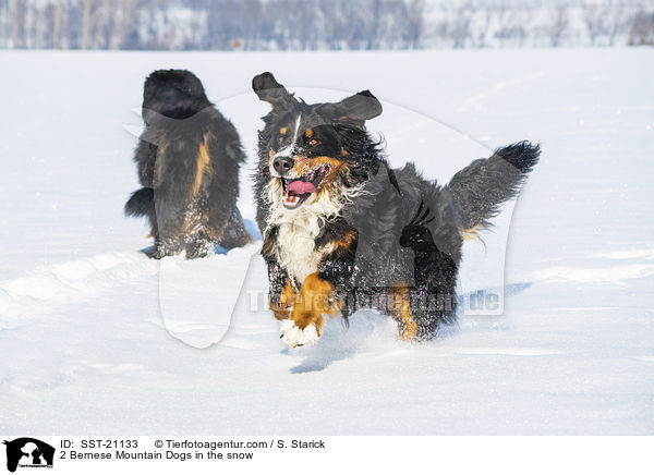 2 Berner Sennenhunde im Schnee / 2 Bernese Mountain Dogs in the snow / SST-21133