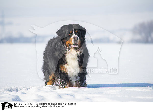 Berner Sennenhund steht im Schnee / Bernese mountain dog stands in the snow / SST-21138