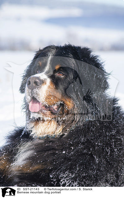 Berner Sennenhund Portrait / Bernese mountain dog portrait / SST-21143