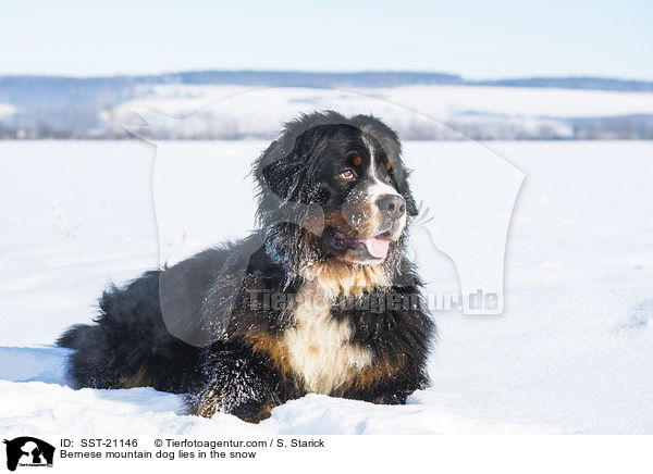 Berner Sennenhund liegt im Schnee / Bernese mountain dog lies in the snow / SST-21146