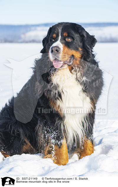 Berner Sennenhund sitzt im Schnee / Bernese mountain dog sits in the snow / SST-21149