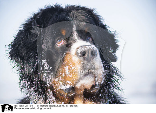 Berner Sennenhund Portrait / Bernese mountain dog portrait / SST-21154