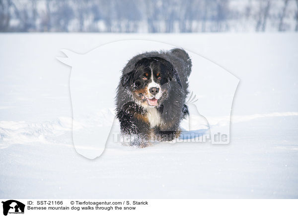 Berner Sennenhund luft durch den Schnee / Bernese mountain dog walks through the snow / SST-21166