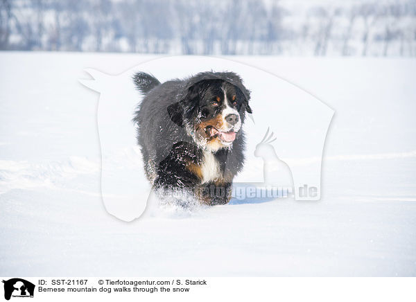 Berner Sennenhund luft durch den Schnee / Bernese mountain dog walks through the snow / SST-21167