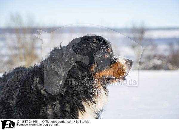 Berner Sennenhund Portrait / Bernese mountain dog portrait / SST-21168