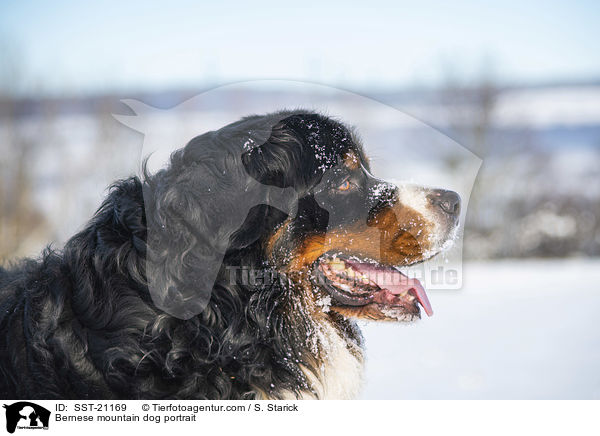 Berner Sennenhund Portrait / Bernese mountain dog portrait / SST-21169