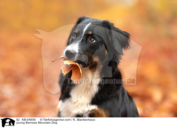 young Bernese Mountain Dog / KB-04858