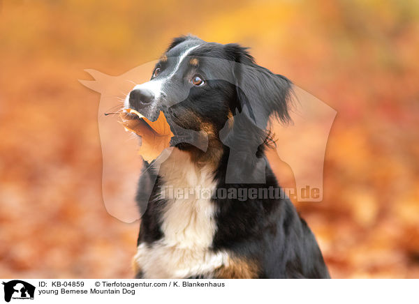 junger Berner Sennenhund / young Bernese Mountain Dog / KB-04859