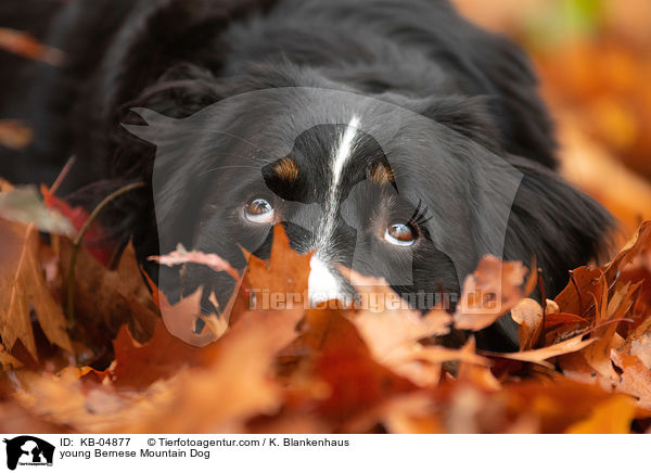 junger Berner Sennenhund / young Bernese Mountain Dog / KB-04877