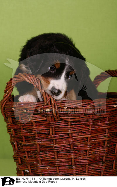 Berner Sennenhund Welpe / Bernese Mountain Dog Puppy / HL-01143