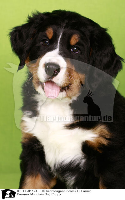 Berner Sennenhund Welpe / Bernese Mountain Dog Puppy / HL-01194