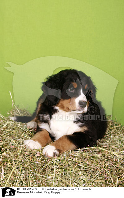 Berner Sennenhund Welpe / Bernese Mountain Dog Puppy / HL-01209