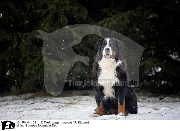 sitzender Berner Sennenhund / sitting Bernese Mountain Dog / PK-01151