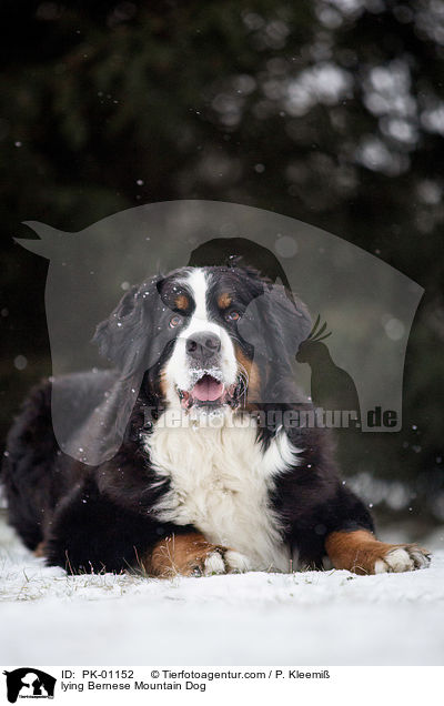 liegender Berner Sennenhund / lying Bernese Mountain Dog / PK-01152