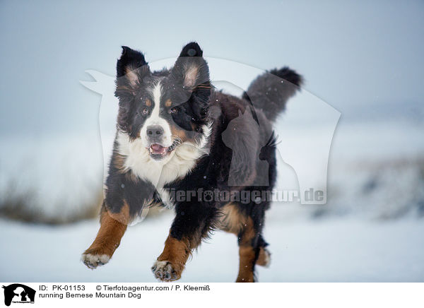 rennender Berner Sennenhund / running Bernese Mountain Dog / PK-01153