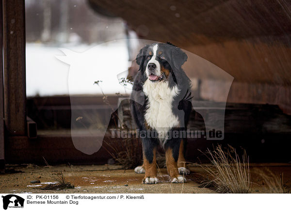 Berner Sennenhund / Bernese Mountain Dog / PK-01156
