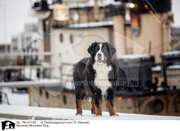 Berner Sennenhund / Bernese Mountain Dog / PK-01158