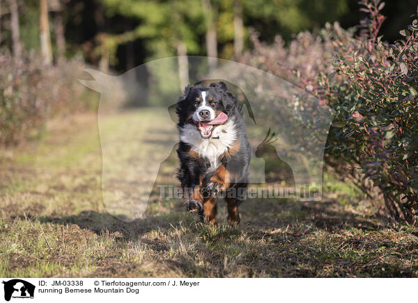 running Bernese Mountain Dog / JM-03338