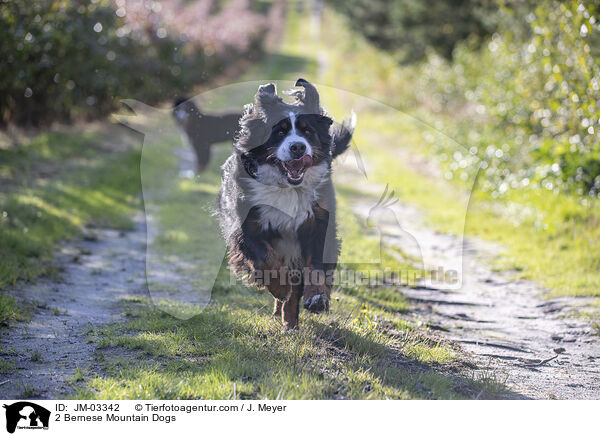2 Bernese Mountain Dogs / JM-03342