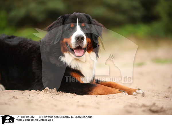 liegender Berner Sennenhund / lying Bernese Mountain Dog / KB-05282