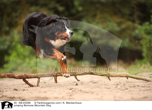 springender Berner Sennenhund / jumping Bernese Mountain Dog / KB-05288